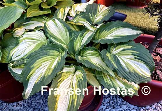 Hosta War Paint